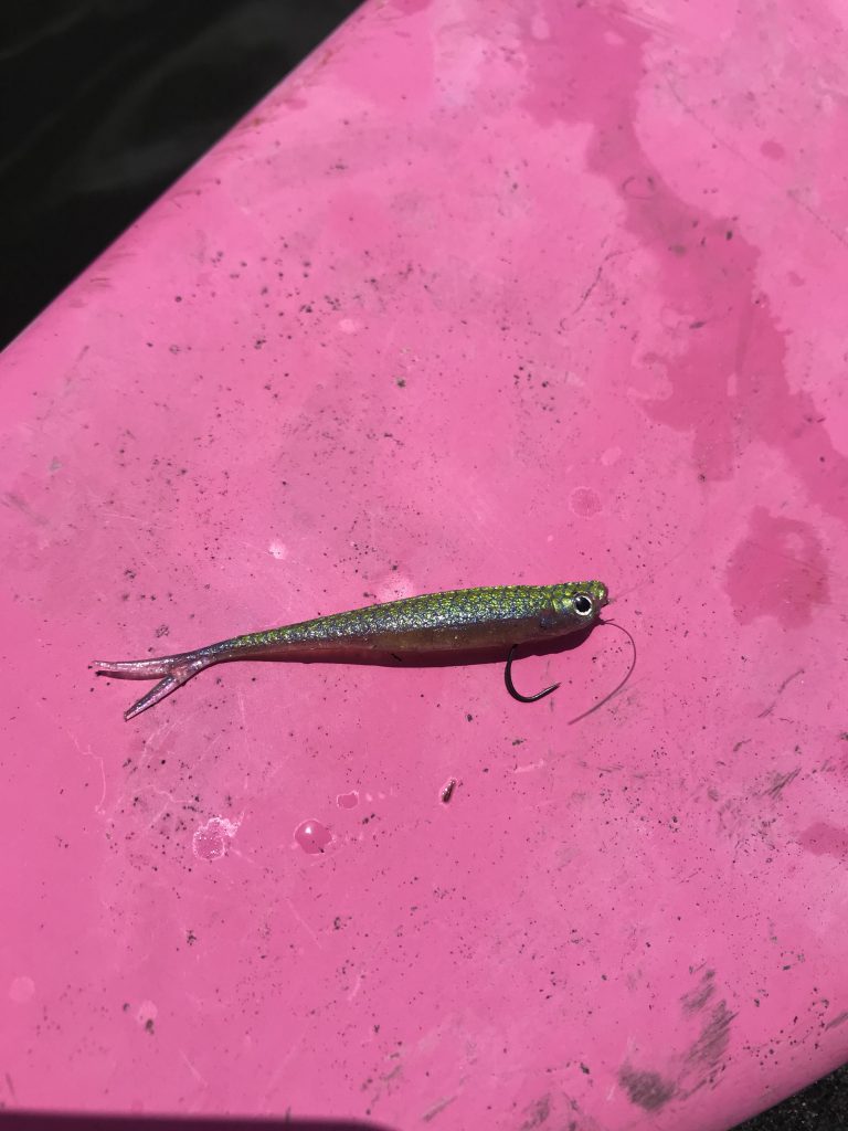 亀山ダムつばきもとボートさんオープントーナメント結果！参加者の皆さんの笑顔が印象的な良いトーナメントでした